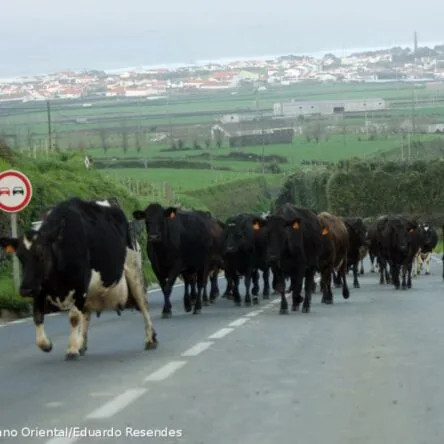 Até os animais andam em fila