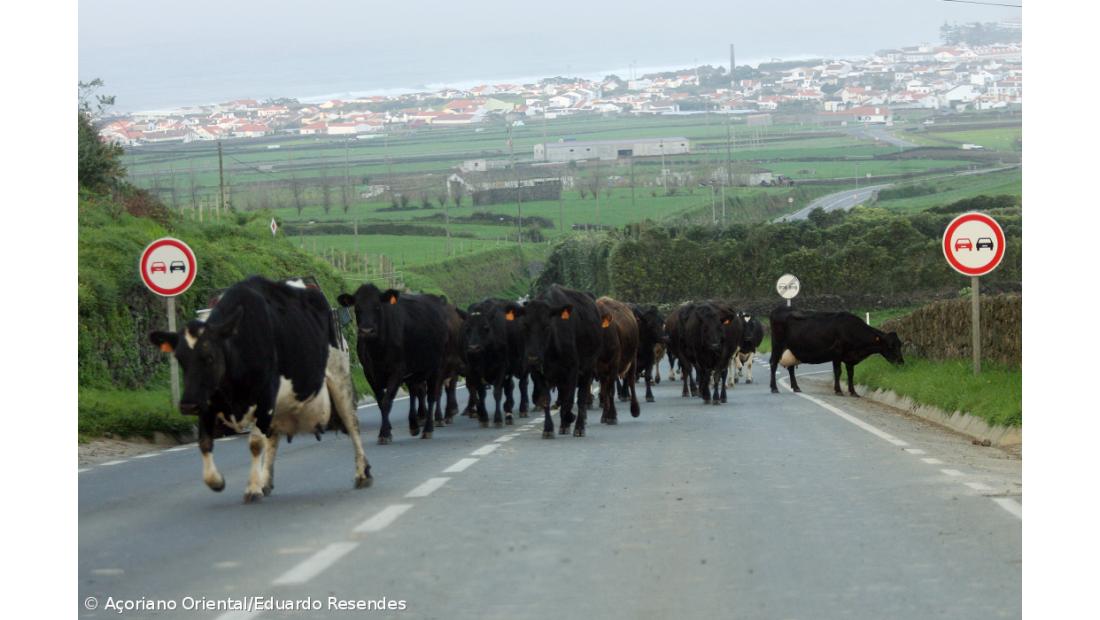 Até os animais andam em fila